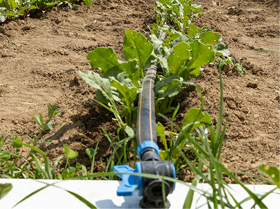 Soil sensor in agricultural field